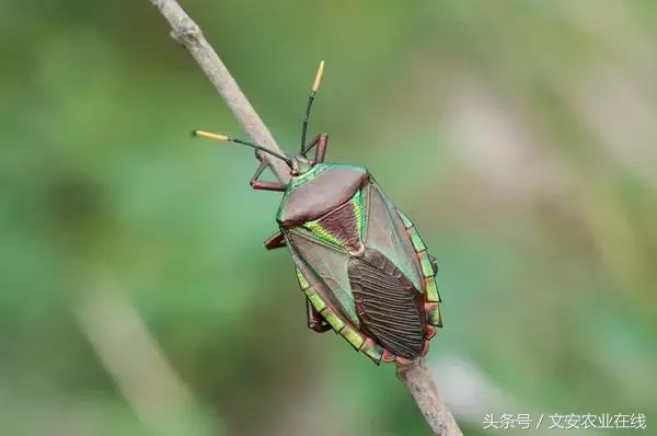 常見農(nóng)業(yè)昆蟲分類有哪些(農(nóng)業(yè)昆蟲的種類介紹) 常見農(nóng)業(yè)昆蟲分類有哪些(農(nóng)業(yè)昆蟲的種類介紹)