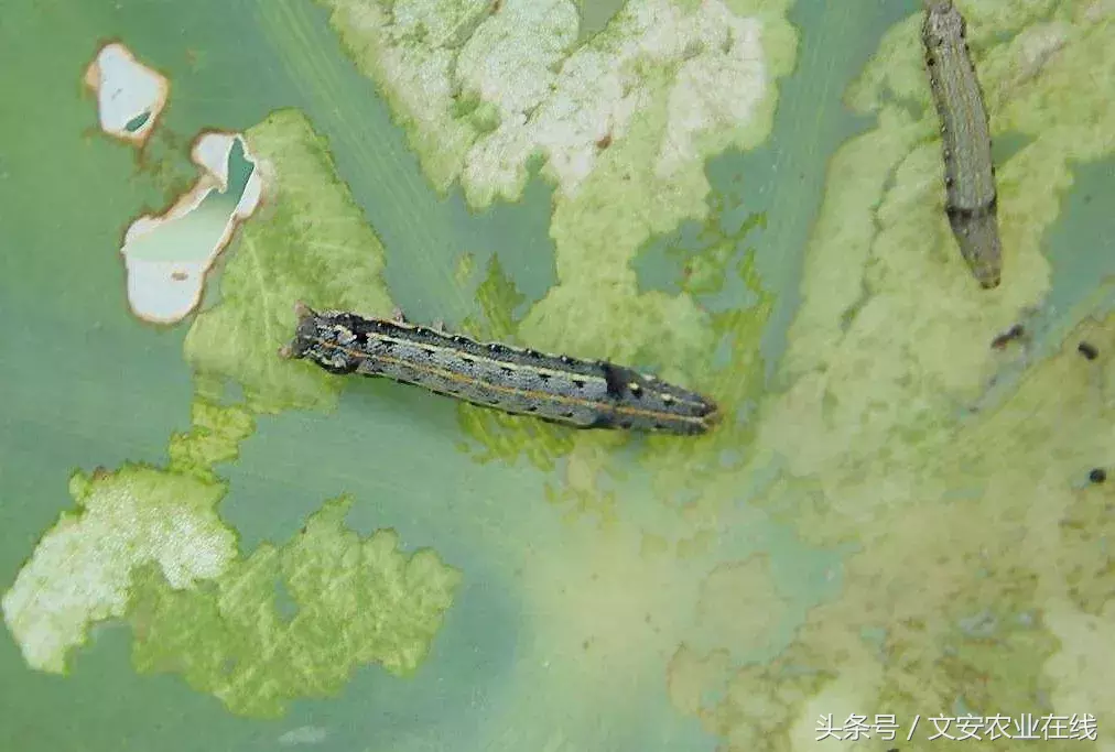 常見農(nóng)業(yè)昆蟲分類有哪些(農(nóng)業(yè)昆蟲的種類介紹) 常見農(nóng)業(yè)昆蟲分類有哪些(農(nóng)業(yè)昆蟲的種類介紹)