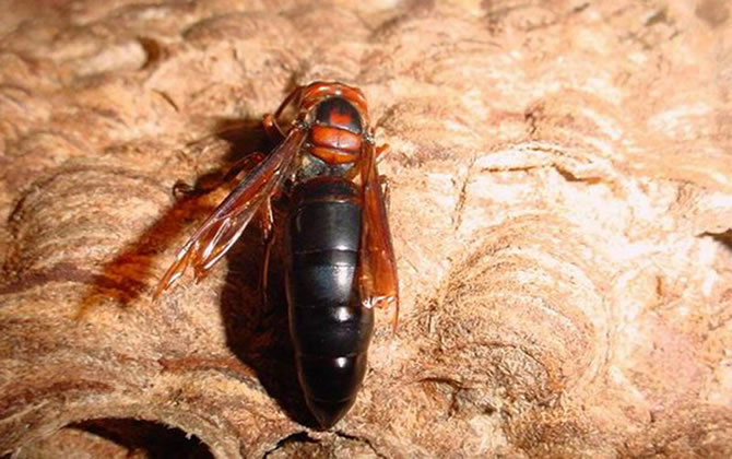 黑色的蜜蜂 黑色的蜜蜂