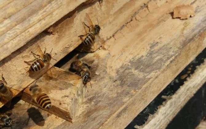 人工分蜂白天好還是晚上好(什么時(shí)候分蜂好) 人工分蜂白天好還是晚上好(什么時(shí)候分蜂好)