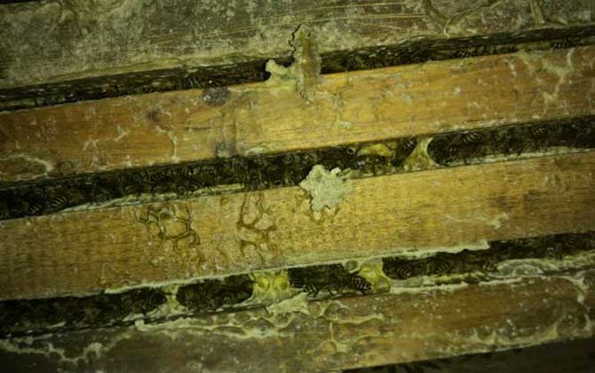 人工分蜂白天好還是晚上好(什么時(shí)候分蜂好) 人工分蜂白天好還是晚上好(什么時(shí)候分蜂好)