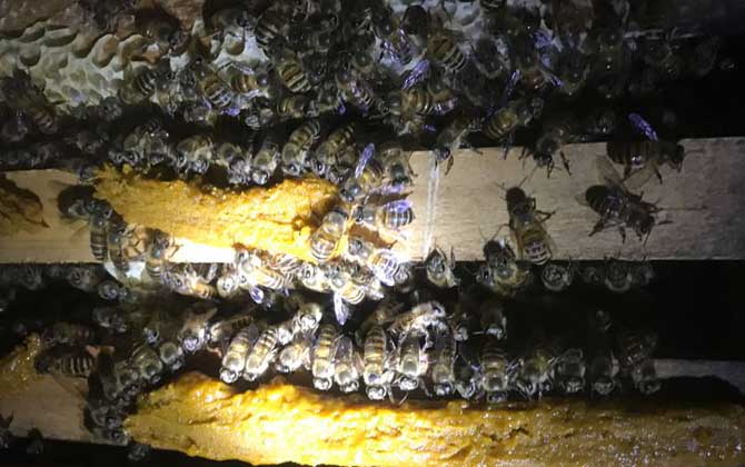 人工分蜂白天好還是晚上好(什么時(shí)候分蜂好) 人工分蜂白天好還是晚上好(什么時(shí)候分蜂好)