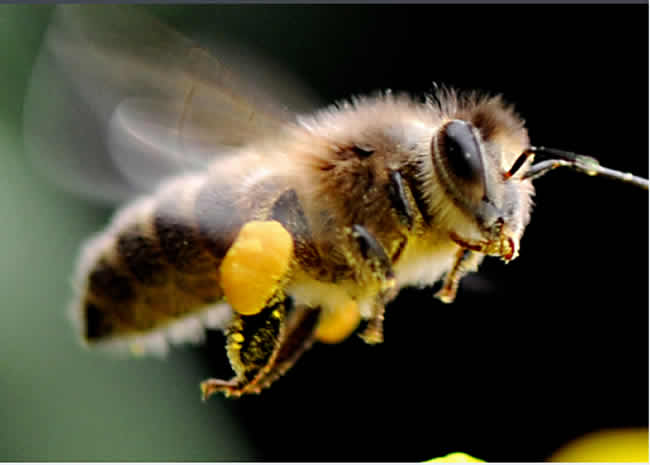 【蜜蜂知識】蜜蜂的生物學(xué)特性有哪些? 【蜜蜂知識】蜜蜂的生物學(xué)特性有哪些?
