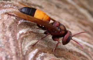 工蜂不封蓋是什么原因(為啥蜜蜂有卵有蟲卻不會封蓋 ) 工蜂不封蓋是什么原因(為啥蜜蜂有卵有蟲卻不會封蓋 )
