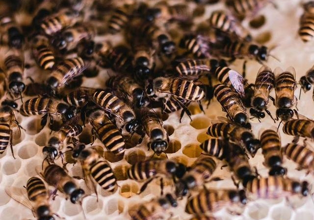 工蜂不封蓋是什么原因(為啥蜜蜂有卵有蟲卻不會封蓋 ) 工蜂不封蓋是什么原因(為啥蜜蜂有卵有蟲卻不會封蓋 )