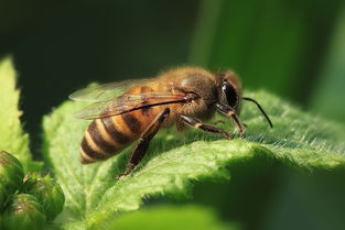 養中蜂的詳細技術方法(中蜂強群飼養的主要技術) 養中蜂的詳細技術方法(中蜂強群飼養的主要技術)