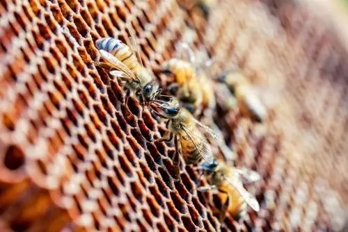 工蜂幾天出房幾天試飛(蜜蜂出房幾天試飛) 工蜂幾天出房幾天試飛(蜜蜂出房幾天試飛)