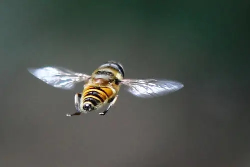 工蜂幾天出房幾天試飛(蜜蜂出房幾天試飛) 工蜂幾天出房幾天試飛(蜜蜂出房幾天試飛)