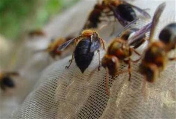 中國(guó)大虎頭蜂養(yǎng)殖方法（教你虎頭蜂怎么養(yǎng)殖）