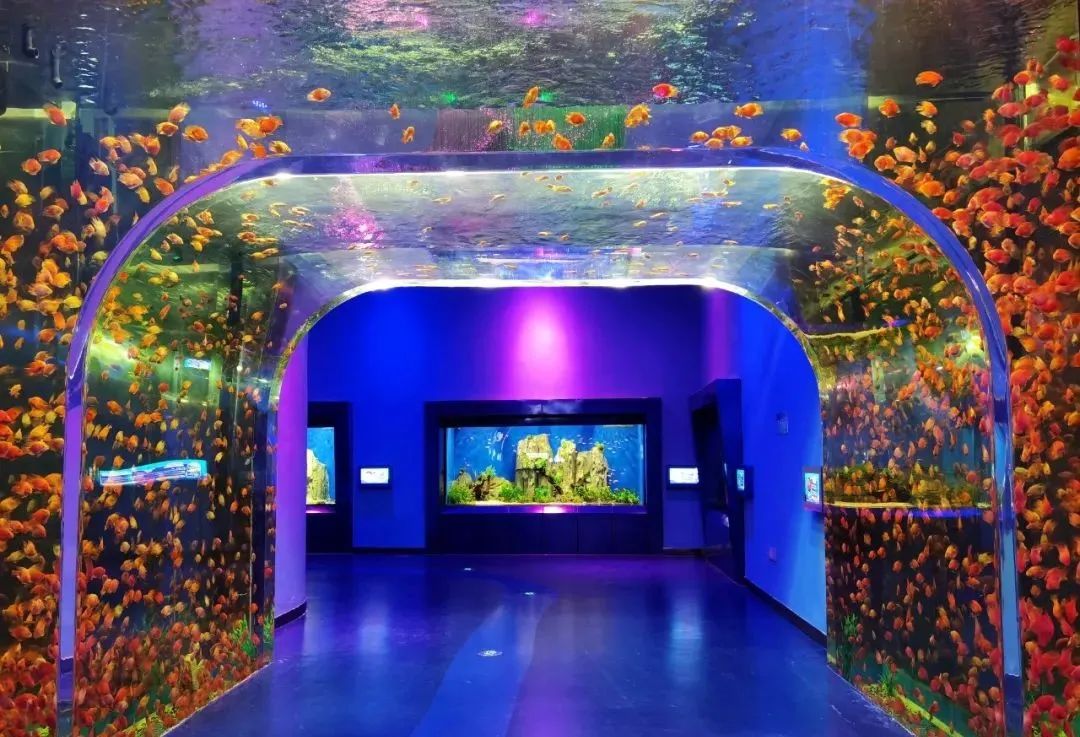 國內有哪些海邊可以露營看星星的地方推薦 有篝火、有星空!山東私藏的這些自駕露營地景美人少,現在就出發!