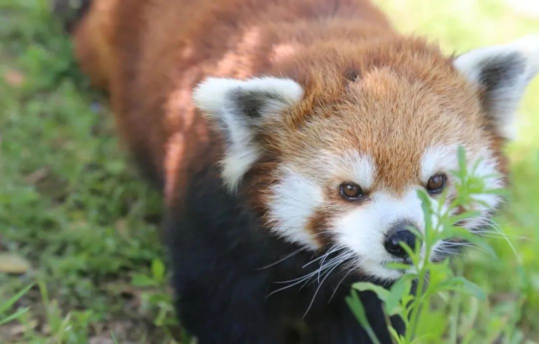 國內有哪些海邊可以露營看星星的地方推薦 有篝火、有星空!山東私藏的這些自駕露營地景美人少,現在就出發!