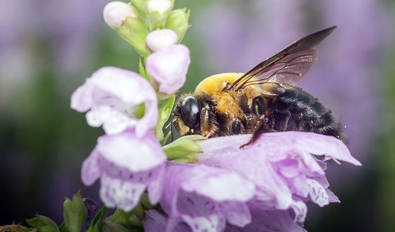 怎樣養殖蜜蜂它才不跑? 怎樣養殖蜜蜂它才不跑?