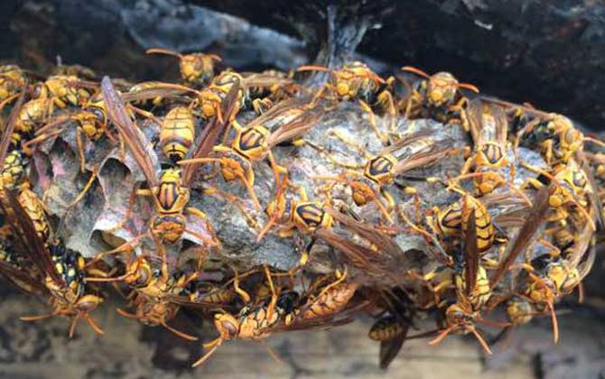 馬蜂一般在什么地方筑巢 馬蜂一般在什么地方筑巢