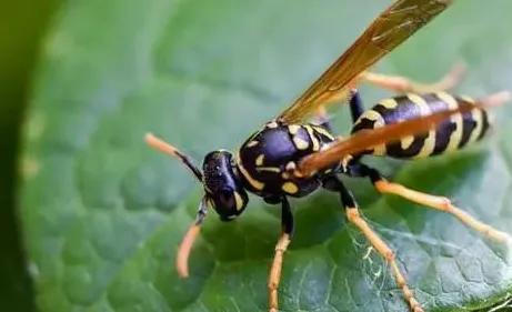 被黃蜂蟄了怎么處理(被黃蜂蟄了的處理方法) 被黃蜂蟄了怎么處理(被黃蜂蟄了的處理方法)