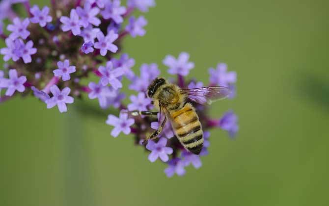 新手如何在家養(yǎng)好蜜蜂？