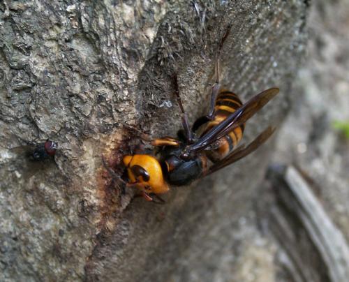 喀爾巴阡蜂的特點(diǎn)(世界上有幾種蜜蜂) 喀爾巴阡蜂的特點(diǎn)(世界上有幾種蜜蜂)
