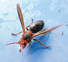 喀爾巴阡蜂的特點(diǎn)(世界上有幾種蜜蜂) 喀爾巴阡蜂的特點(diǎn)(世界上有幾種蜜蜂)