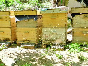 冬天中蜂可以遷移蜂場嗎(中蜂冬天可以搬動嗎) 冬天中蜂可以遷移蜂場嗎(中蜂冬天可以搬動嗎)