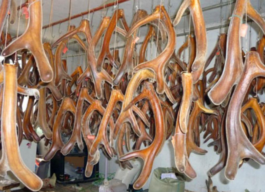 鹿角每年都會自然脫落,人類為何割鹿茸,鹿會感到疼嗎? 鹿角每年都會自然脫落,人類為何割鹿茸,而不是撿拾脫落的鹿角?