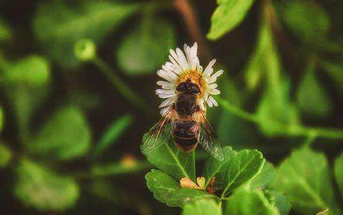 蜜蜂養殖如何防止螞蟻？