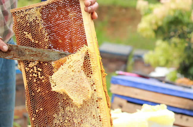 如何在有子脾情況下取蜜? 如何在有子脾情況下取蜜?