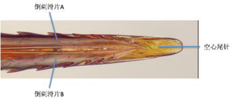 蜂后(蜂王)有刺嗎(如何辨別蜂王) 蜂后(蜂王)有刺嗎(如何辨別蜂王)