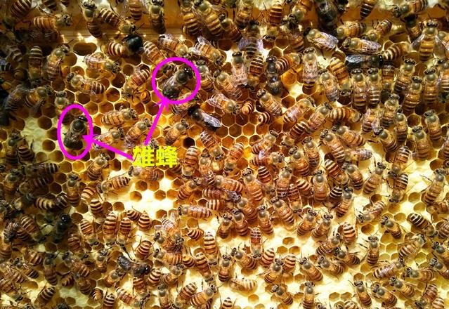 蜜蜂的社會結(jié)構(gòu)是什么（蜜蜂的社會生活）