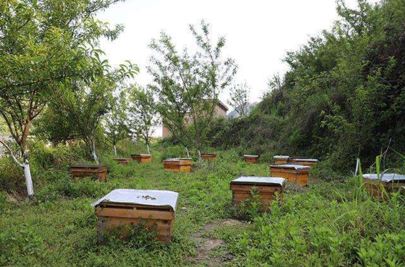 定地養(yǎng)蜂蜂場種哪些蜜源植物(種植蜜源植物定地養(yǎng)蜂模式介紹) 定地養(yǎng)蜂蜂場種哪些蜜源植物(種植蜜源植物定地養(yǎng)蜂模式介紹)