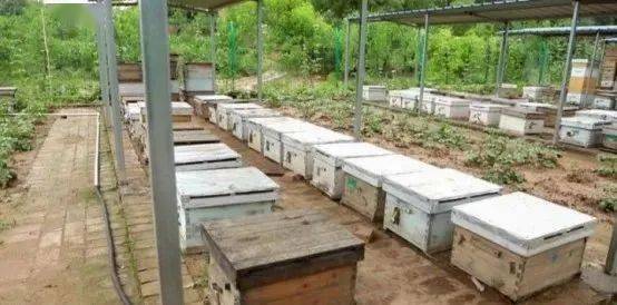 定地養(yǎng)蜂蜂場種哪些蜜源植物(種植蜜源植物定地養(yǎng)蜂模式介紹) 定地養(yǎng)蜂蜂場種哪些蜜源植物(種植蜜源植物定地養(yǎng)蜂模式介紹)