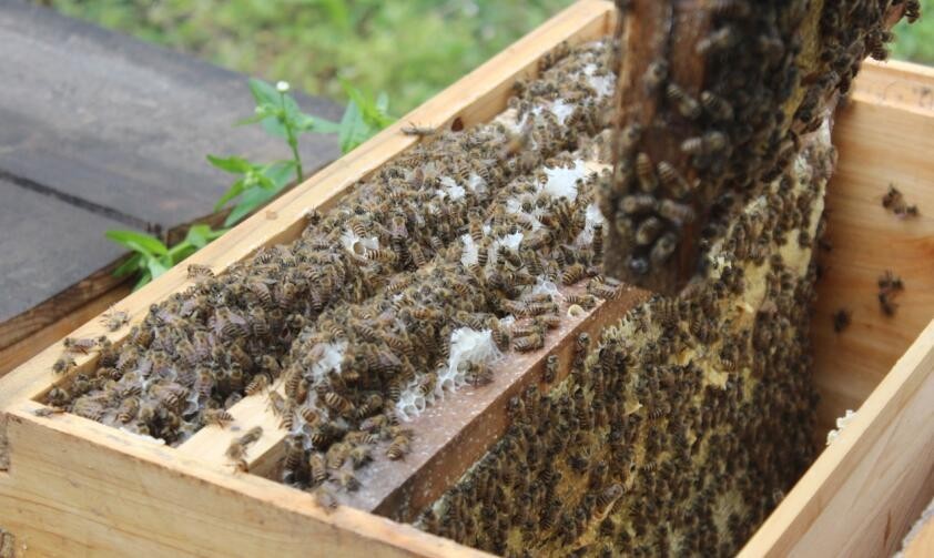 定地養(yǎng)蜂蜂場種哪些蜜源植物(種植蜜源植物定地養(yǎng)蜂模式介紹) 定地養(yǎng)蜂蜂場種哪些蜜源植物(種植蜜源植物定地養(yǎng)蜂模式介紹)