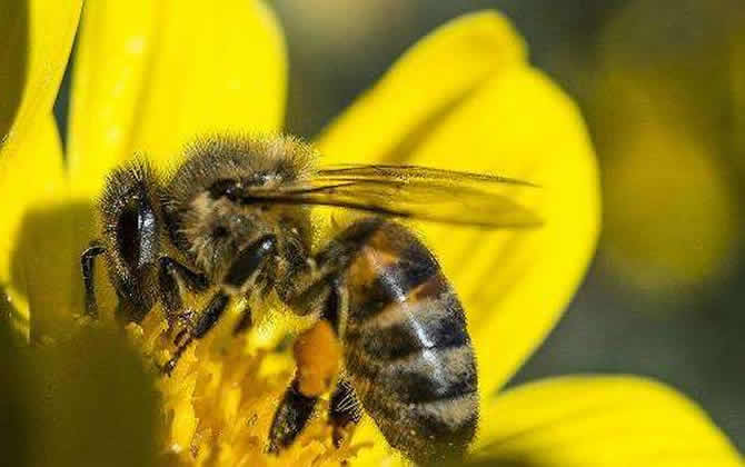 蜂王一天能產多少卵? 蜂王