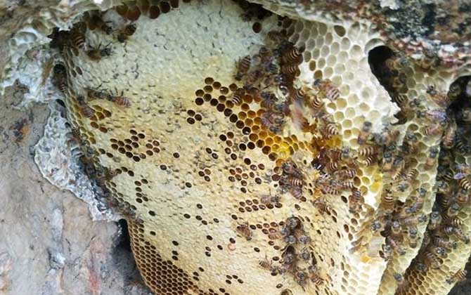 剛收回來的蜜蜂需要關一天嗎 剛收回來的蜜蜂需要關一天嗎