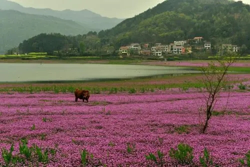 紫云英每畝用多少種子（紫云英種子價(jià)格）