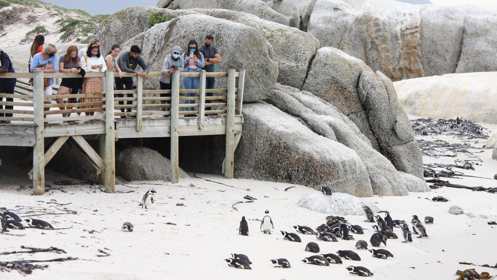 南非63只企鵝被蜜蜂蟄死,企鵝不是只在南極嗎?非洲也有 南非63只企鵝被蜜蜂蟄死,企鵝不是只在南極嗎?非洲也有?