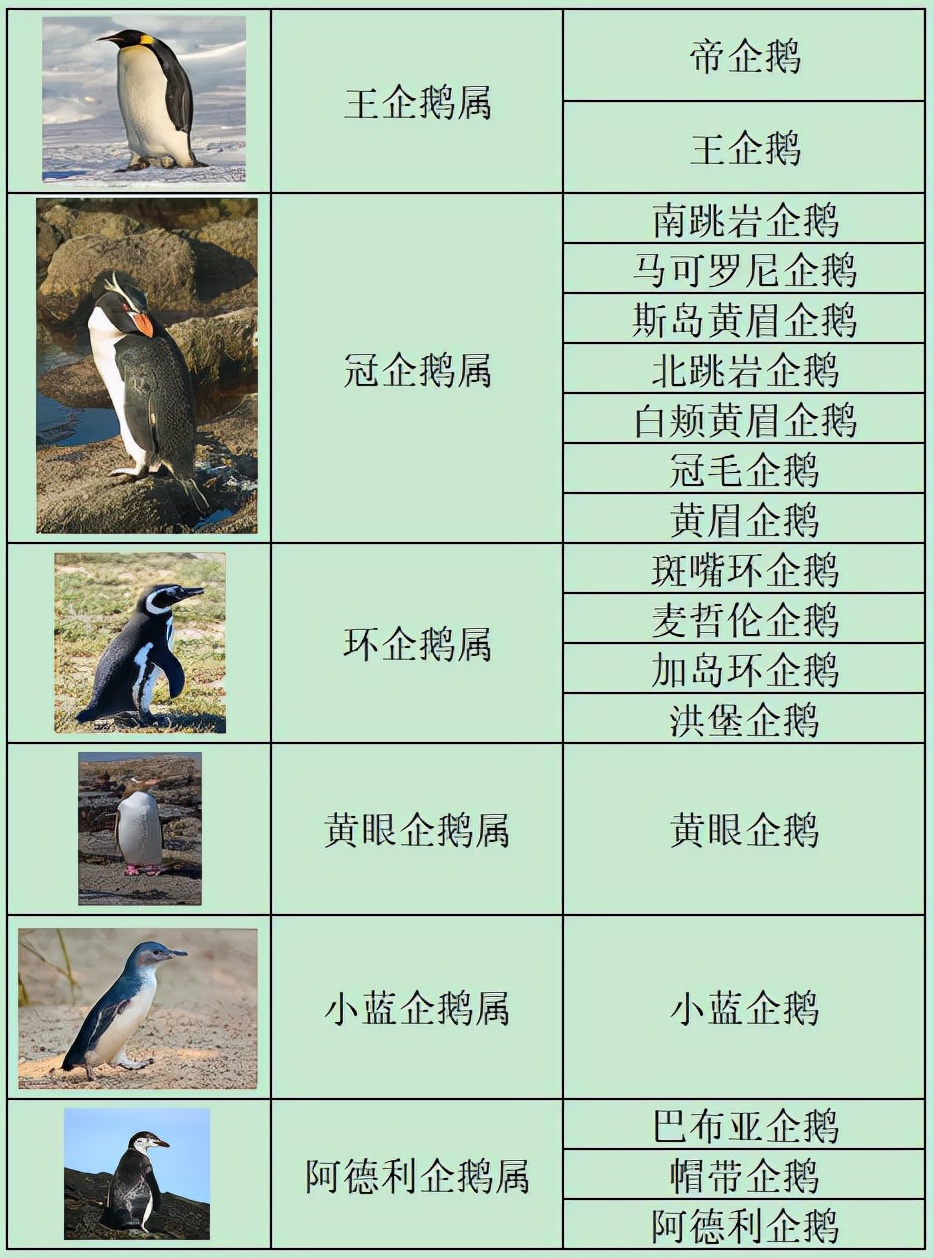 南非63只企鵝被蜜蜂蟄死,企鵝不是只在南極嗎?非洲也有 南非63只企鵝被蜜蜂蟄死,企鵝不是只在南極嗎?非洲也有?