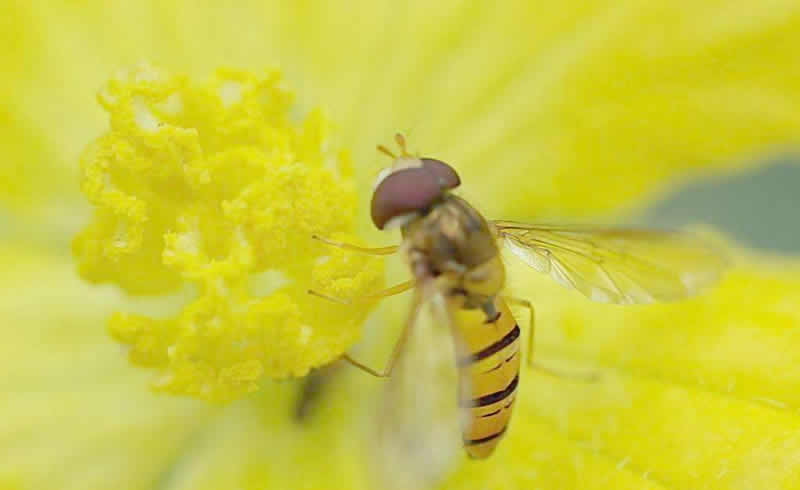 如何誘捕別人家的蜜蜂到蜂箱來(lái)?