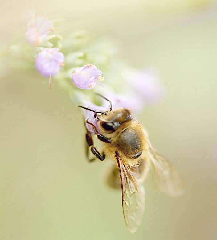 如何誘捕別人家的蜜蜂到蜂箱來(lái)?