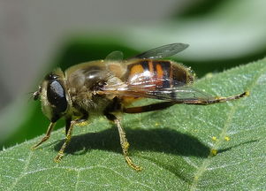工蜂與蜂王隔得太遠會感覺失王嗎(中蜂蜂群失王有什么表現(xiàn)) 工蜂與蜂王隔得太遠會感覺失王嗎(中蜂蜂群失王有什么表現(xiàn))