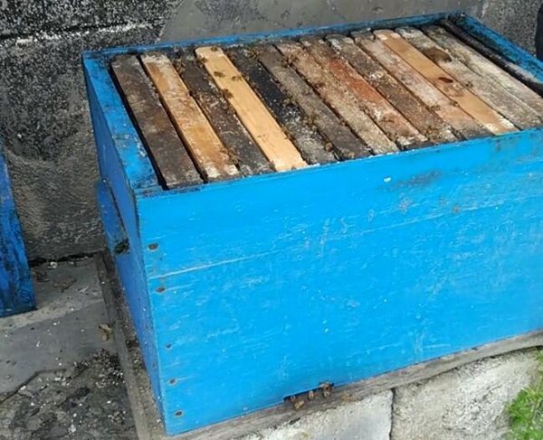 新手養蜂買什么樣的蜂箱(養蜂用什么蜂箱好) 新手養蜂買什么樣的蜂箱(養蜂用什么蜂箱好)