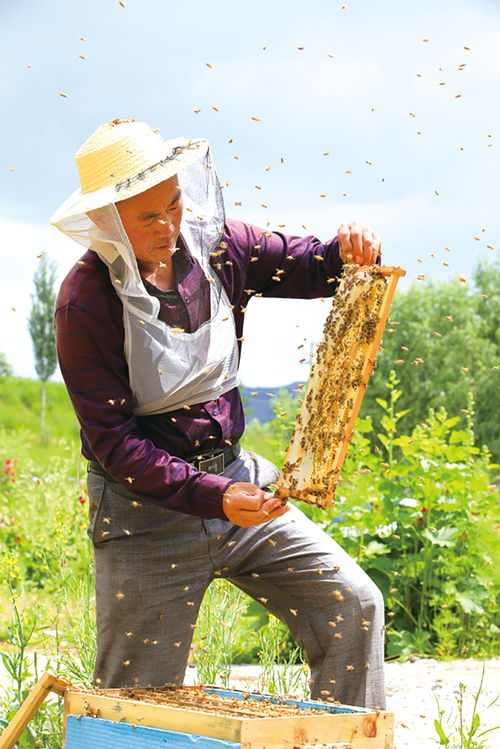 成立如何成立養蜂合作社需要什么條件(農村養蜂合作社申請條件 需要什么材料) 成立如何成立養蜂合作社需要什么條件(農村養蜂合作社申請條件 需要什么材料)