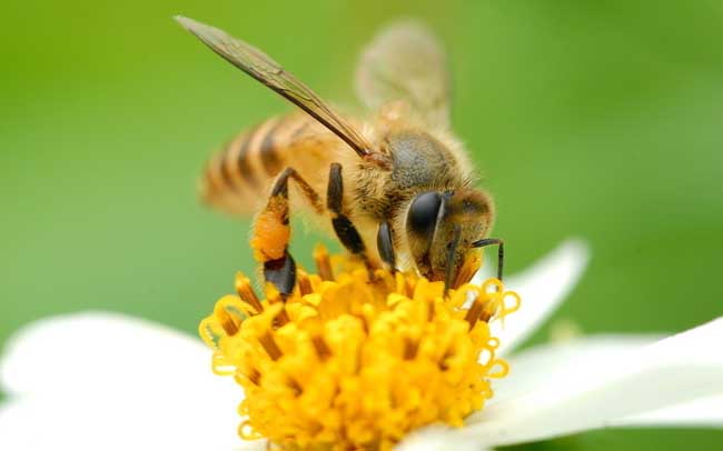 【蜜蜂知識】蜜蜂蟄了如何消腫止癢? 【蜜蜂知識】蜜蜂蟄了如何消腫止癢?