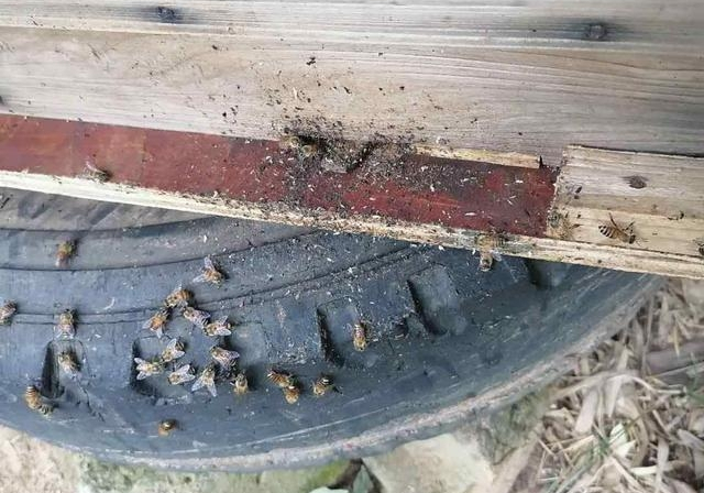 新手養蜜蜂最好什么時候養(新手養蜂十一忌,一般從什么季節開始) 新手養蜜蜂最好什么時候養(新手養蜂十一忌,一般從什么季節開始)