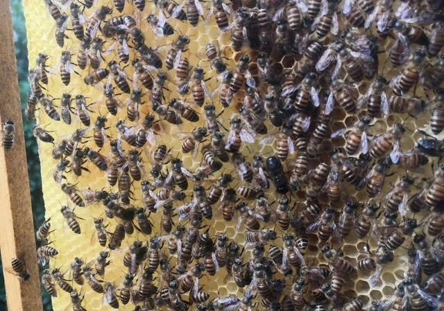 網(wǎng)上買(mǎi)的蜂王好不好(網(wǎng)上買(mǎi)的蜂王靠譜嗎) 網(wǎng)上買(mǎi)的蜂王好不好(網(wǎng)上買(mǎi)的蜂王靠譜嗎)