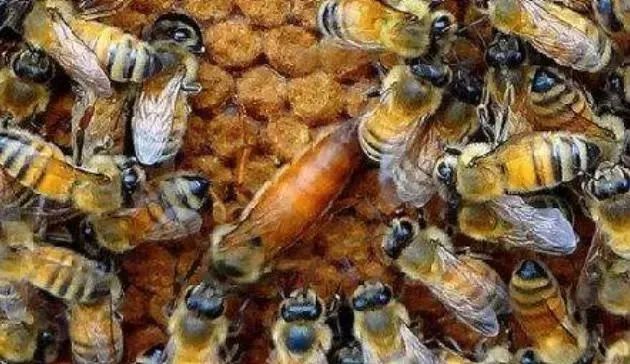 網(wǎng)上買(mǎi)的蜂王好不好(網(wǎng)上買(mǎi)的蜂王靠譜嗎) 網(wǎng)上買(mǎi)的蜂王好不好(網(wǎng)上買(mǎi)的蜂王靠譜嗎)