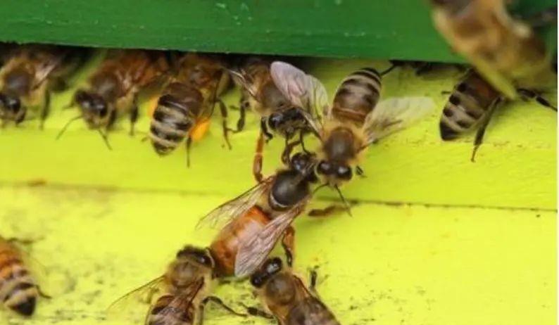 網(wǎng)上買(mǎi)的蜂王好不好(網(wǎng)上買(mǎi)的蜂王靠譜嗎) 網(wǎng)上買(mǎi)的蜂王好不好(網(wǎng)上買(mǎi)的蜂王靠譜嗎)