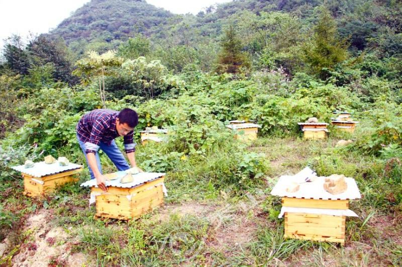 學(xué)養(yǎng)蜂需要多久能學(xué)成(新手怎么學(xué)養(yǎng)蜂) 學(xué)養(yǎng)蜂需要多久能學(xué)成(新手怎么學(xué)養(yǎng)蜂)