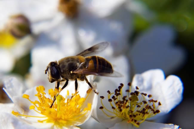 養殖蜜蜂100箱能有多少利潤? 蜜蜂養殖100箱利潤