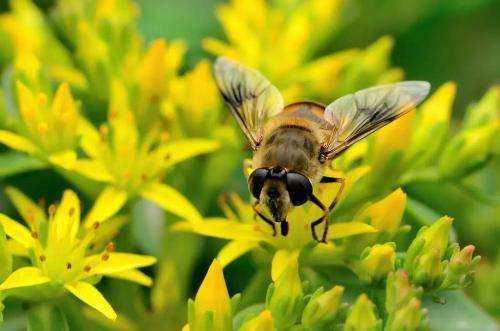 一脾蜜蜂快速繁殖方法 一脾蜜蜂快速繁殖方法