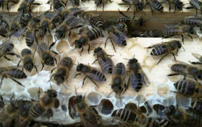 阿壩中蜂抗病力強嗎（你聽說過阿壩中蜂嗎？它“神”在哪里）