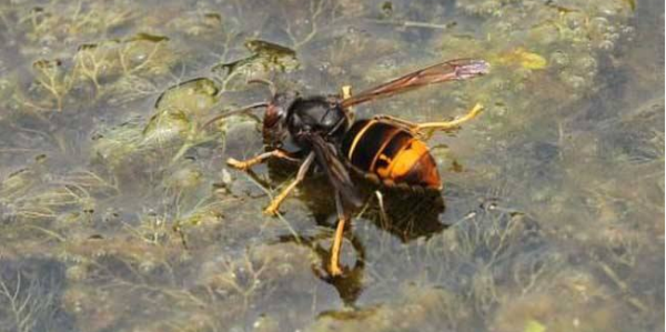 人工飼養胡蜂怎樣越冬（胡蜂如何越冬）